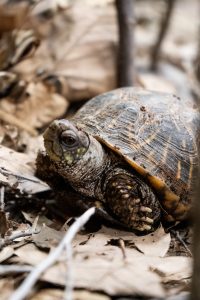 Ornate Box Turtle