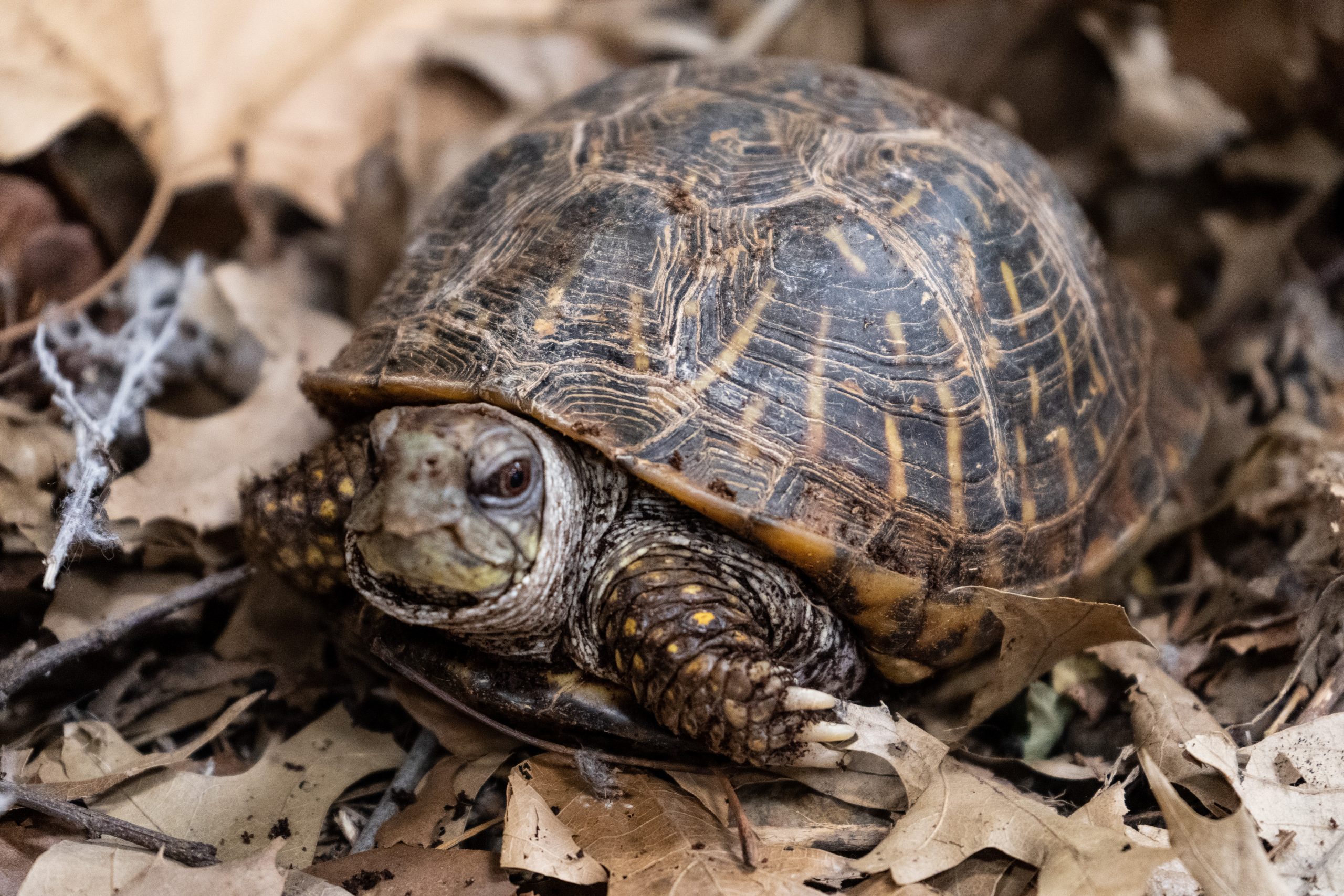 Ornate Box Turtle_AR_3 Ornate Box Turtle
