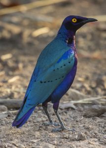 Purple Glossy Starling