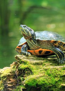 Red-Eared Slider