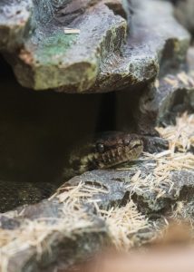 Prairie Kingsnake