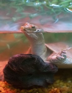 Spiny Softshell Turtleg