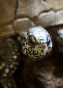 Three-Toed Box Turtle