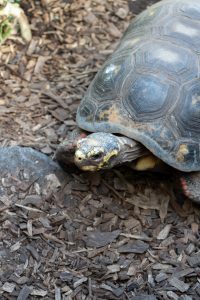 red-footed tortoise