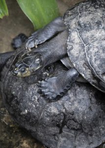 Yellow Spotted (Amazon) River Turtle