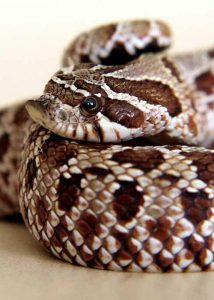 Western Hognose Snake