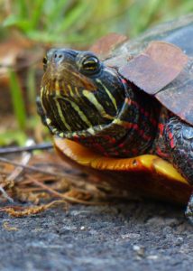 Painted Turtle