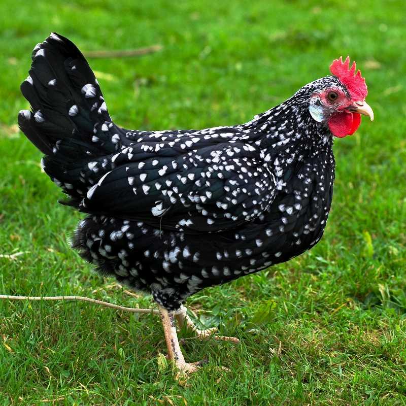 hen hen