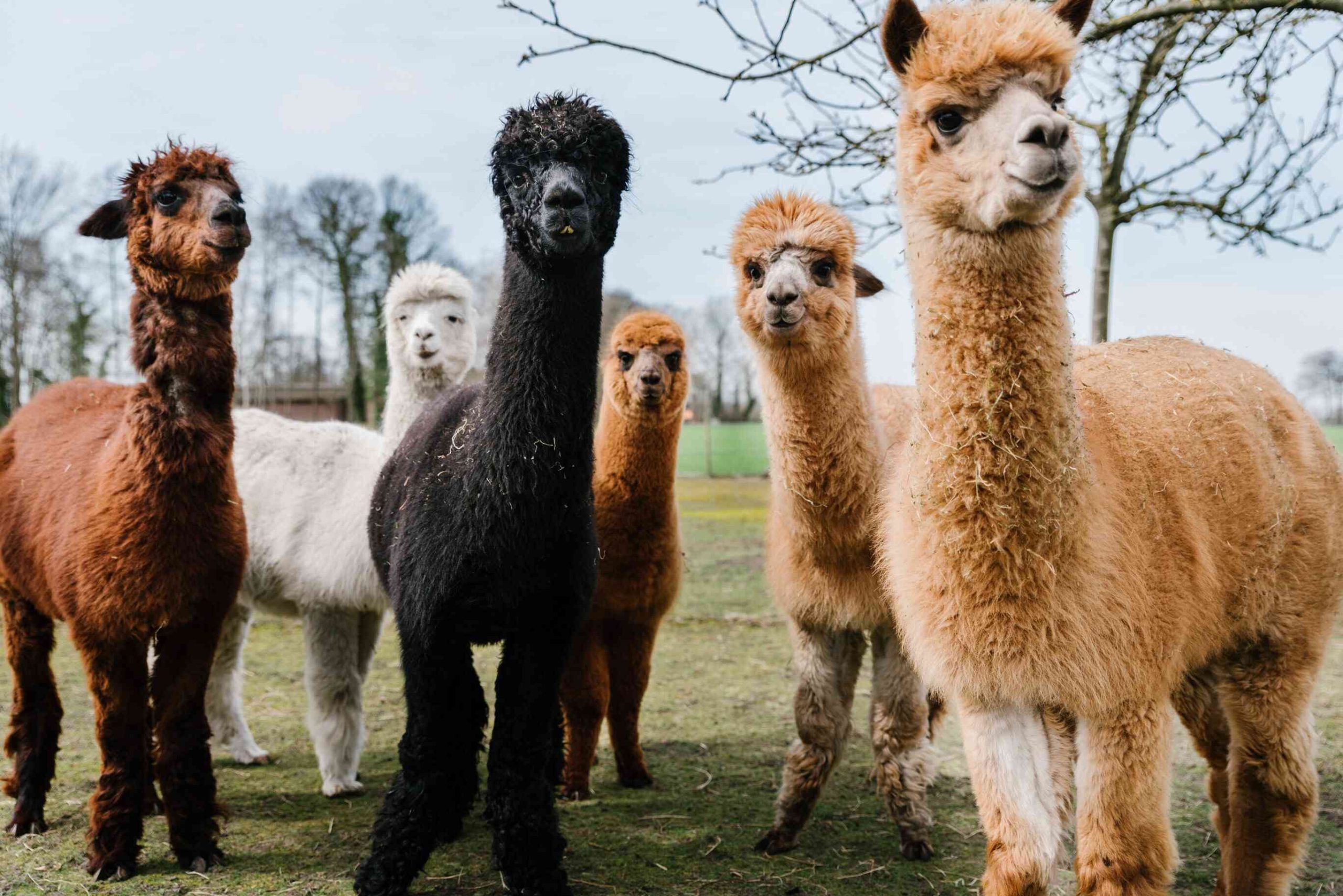 alpacas-standing-in-a-field-999571882-fa44ed83d4e64cfa81b1add2aa992d65 alpacas-standing-in-a-field-999571882-fa44ed83d4e64cfa81b1add2aa992d65