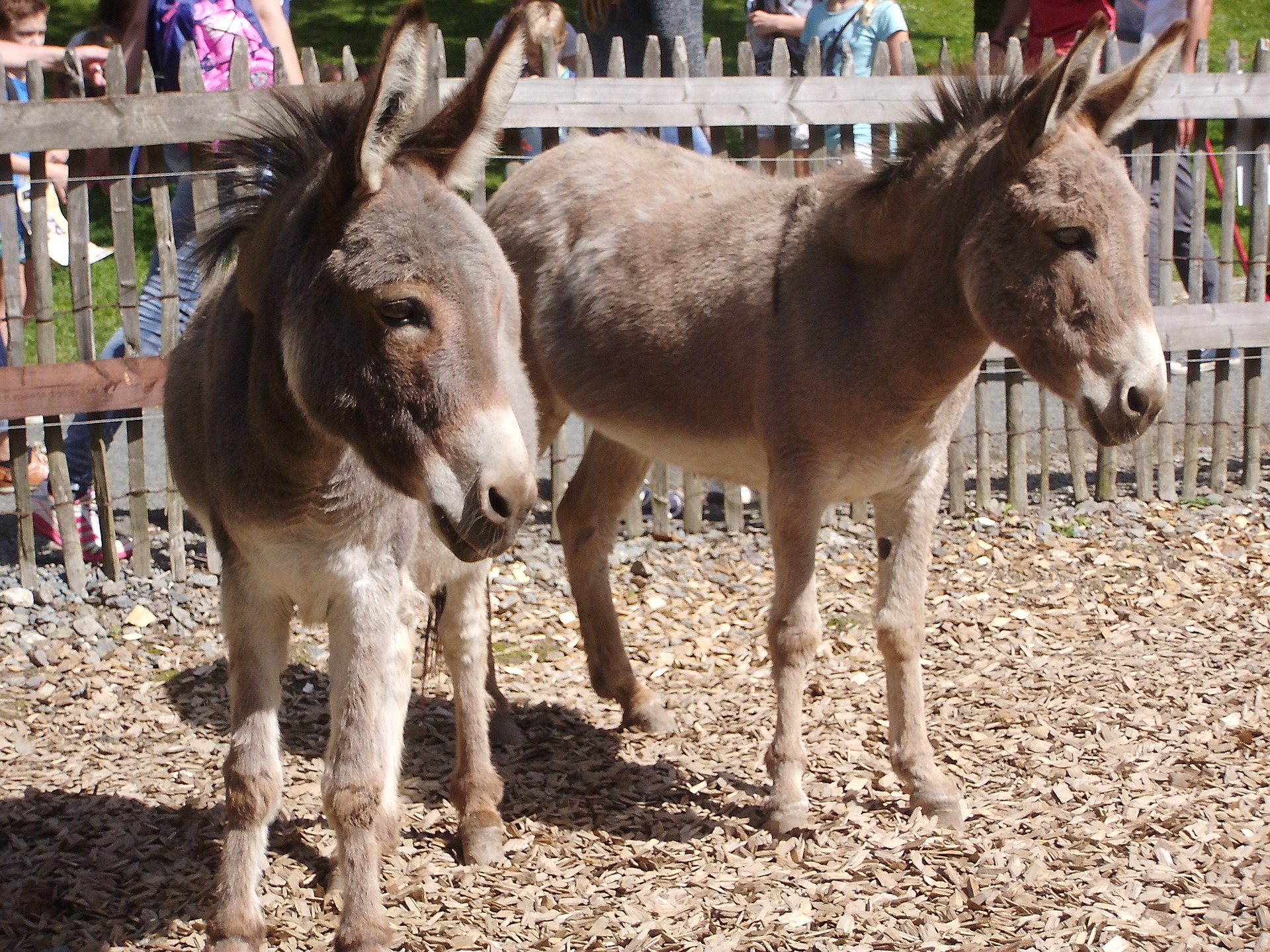 donkey-878641_1920 donkey-878641_1920