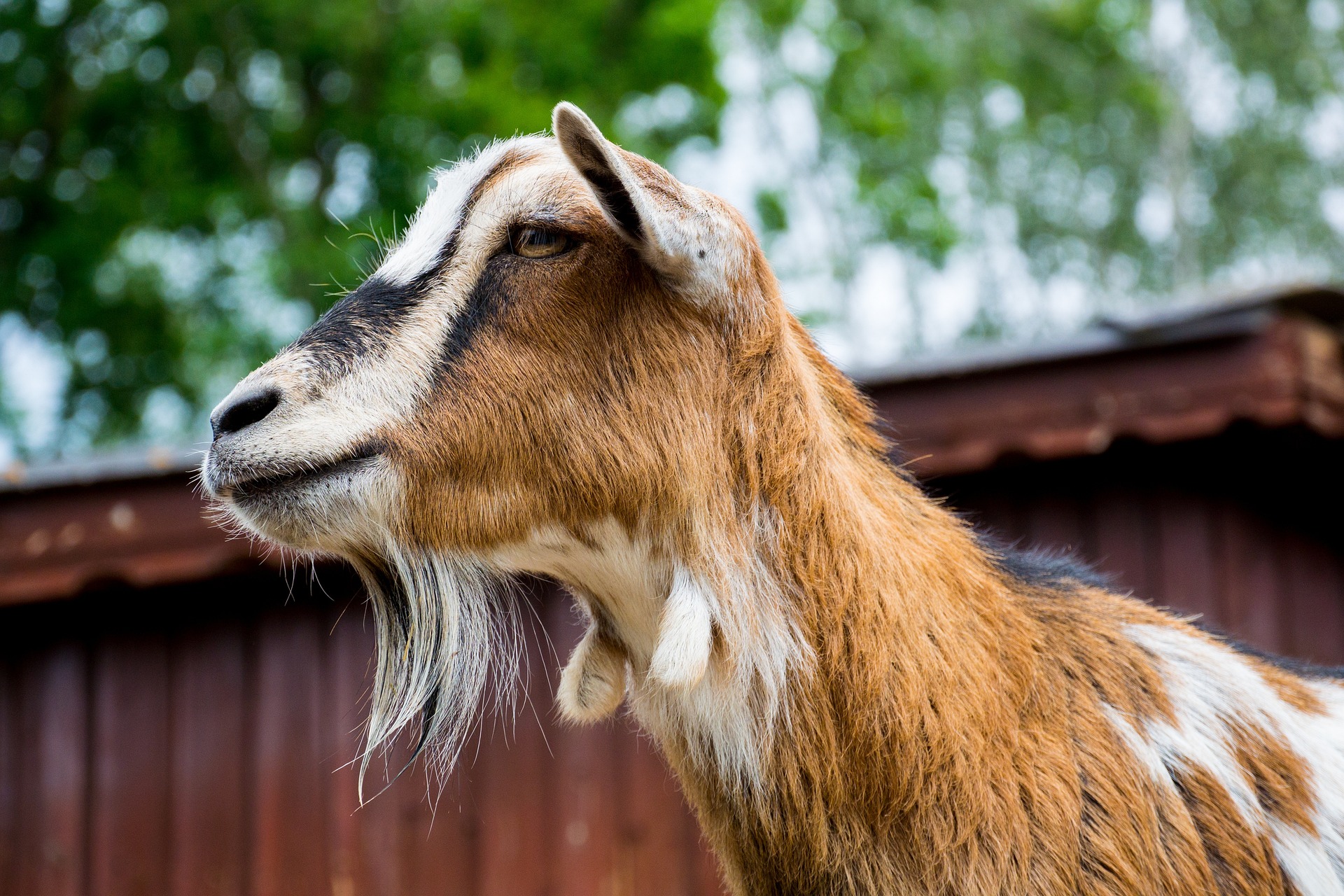 goat-2375250_1920 goat-2375250_1920