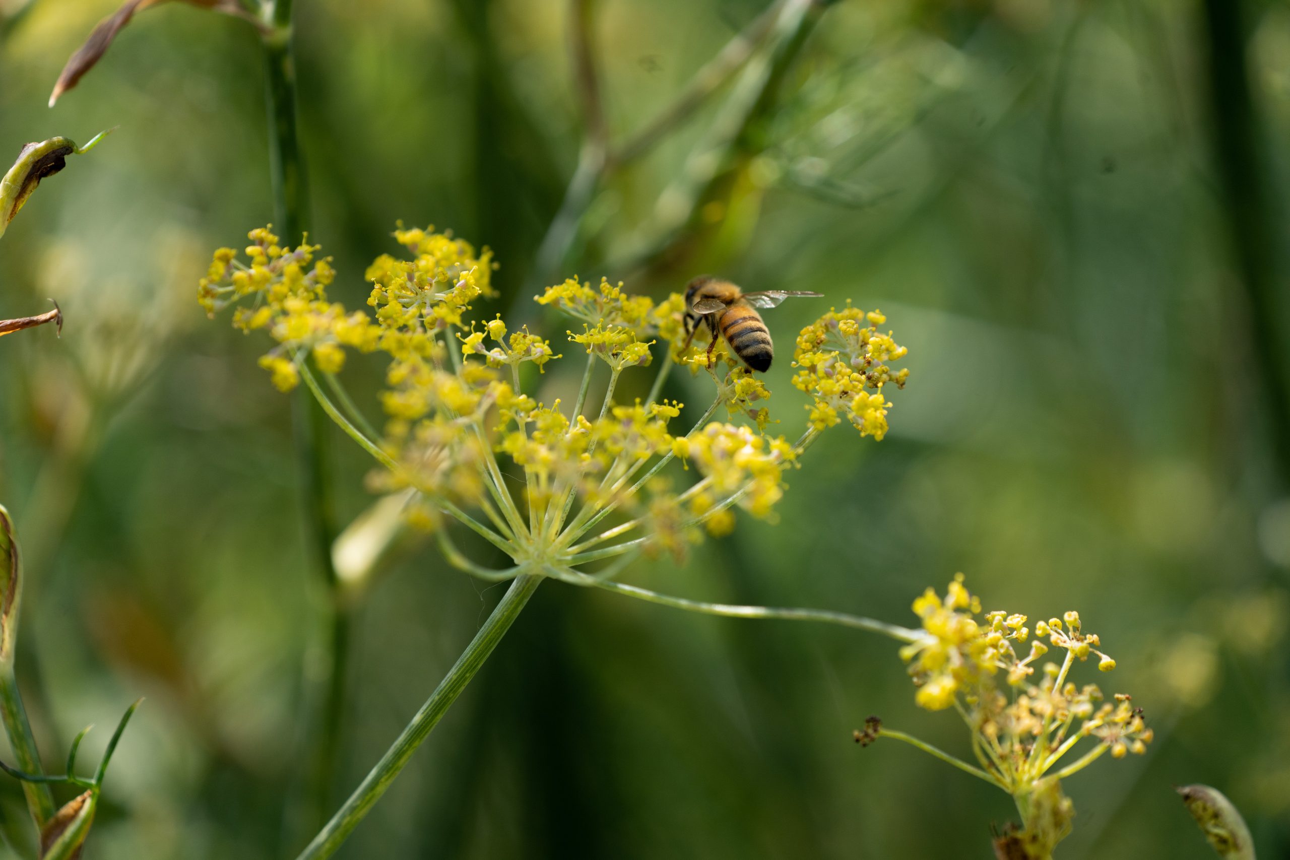 Pollinators_AR_33 Pollinators_AR_33