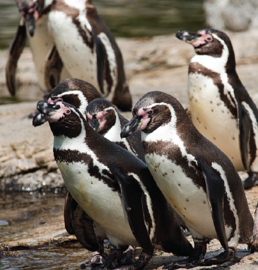 penguins Screenshot 2024-05-14 at 11.43.43 AM penguins Screenshot 2024-05-14 at 11.43.43 AM