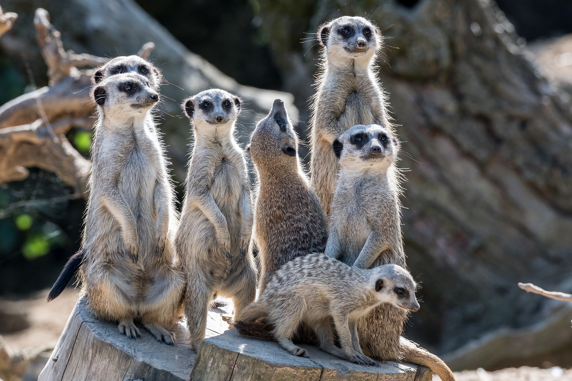 meerkat-8345747_1920 meerkat-8345747_1920