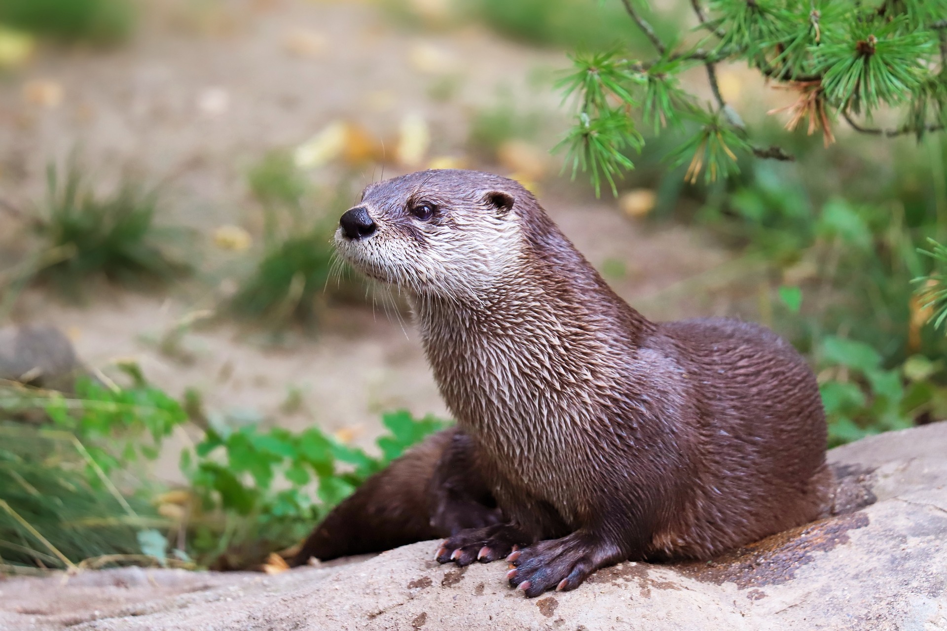 otter-7414367_1920 otter-7414367_1920