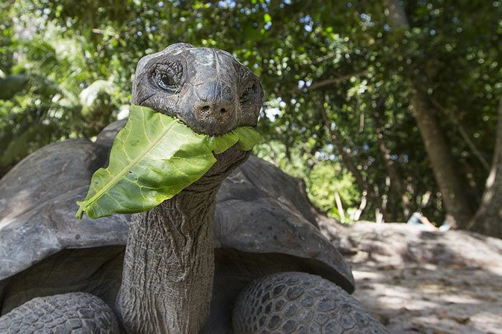 aldabra_giant_tortoise_leaf_l aldabra_giant_tortoise_leaf_l