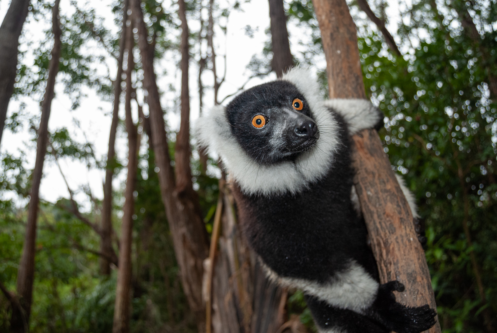 black_white_ruffed_lemur_7b black_white_ruffed_lemur_7b