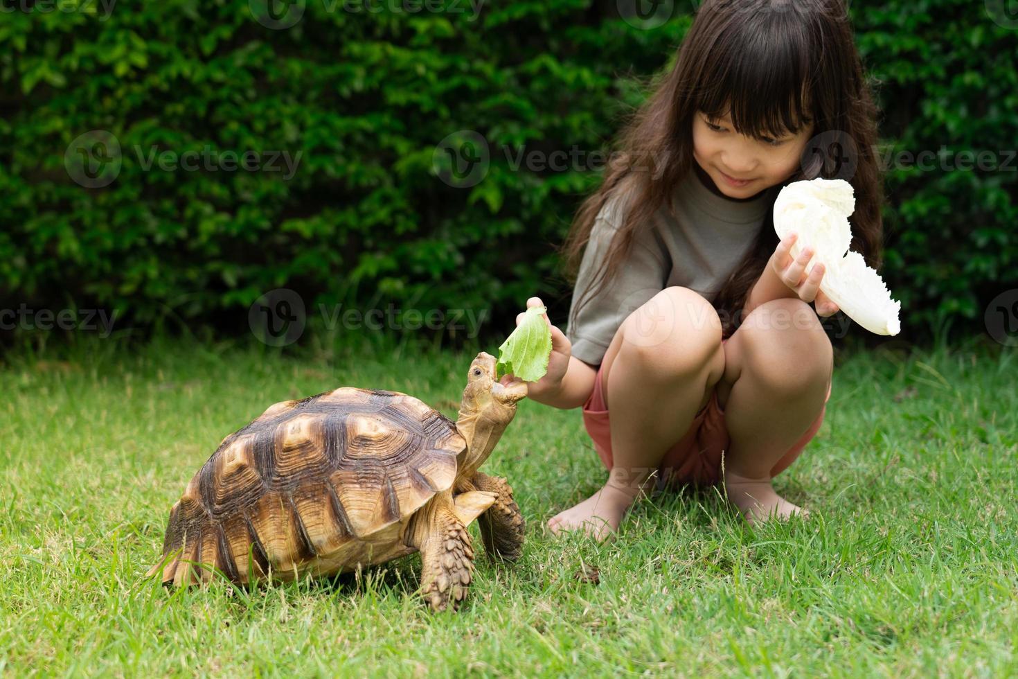 cute-asian-girl-sitting-and-feeding-turtles-with-vegetables-on-green-grass-concept-turtle-centrochelys-sulcata-pet-dear-friend-children-feeding-animals-photo cute-asian-girl-sitting-and-feeding-turtles-with-vegetables-on-green-grass-concept-turtle-centrochelys-sulcata-pet-dear-friend-children-feeding-animals-photo