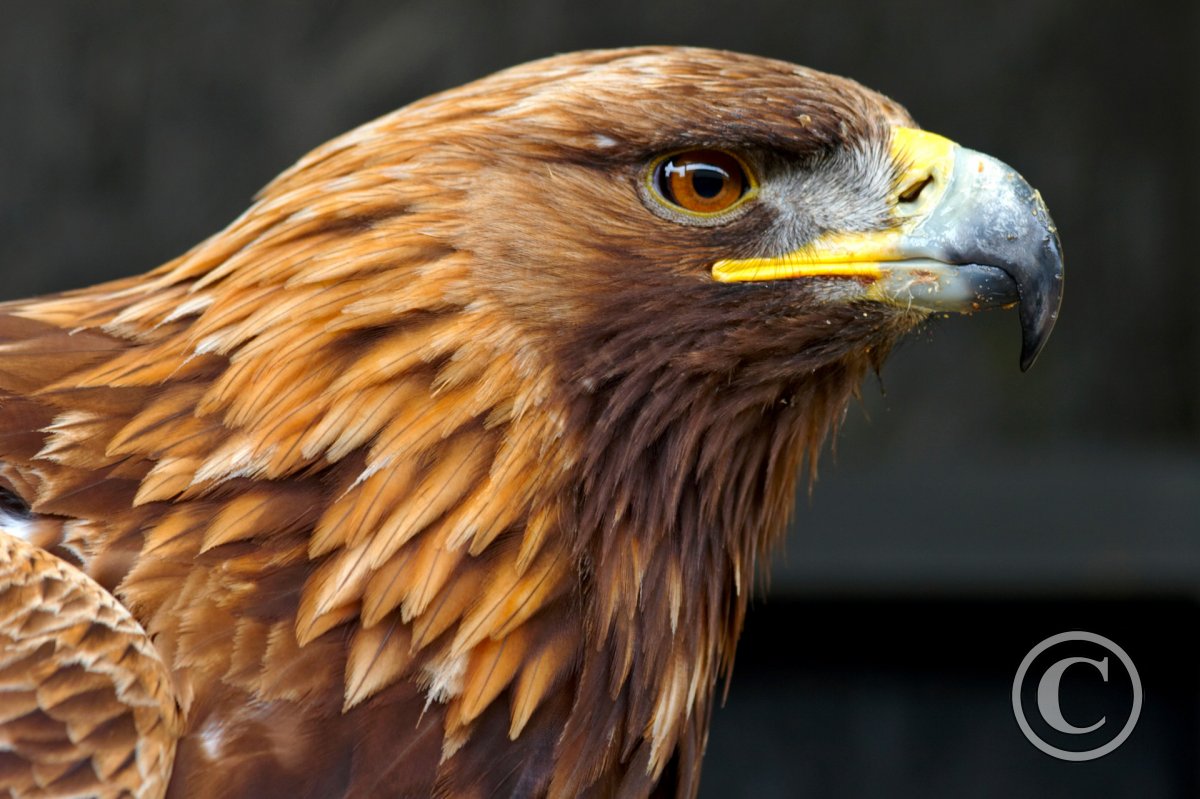 golden-eagle-6_1200_copyright golden-eagle-6_1200_copyright