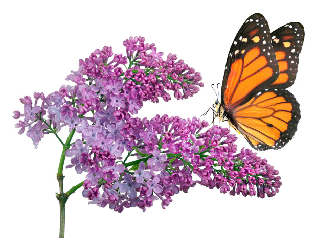 monarch butterfly 2 monarch butterfly 2