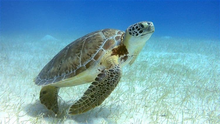 sea turtle sea turtle
