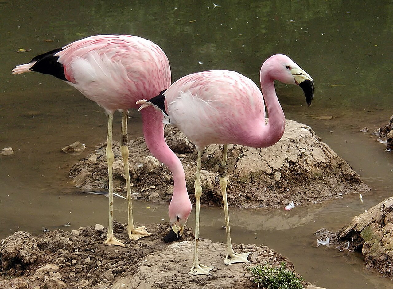Andean highland flamingo By Adrian Pingstone (Arpingstone) - Own work, Public Domain, https://commons.wikimedia.org/w/index.php?curid=2986460