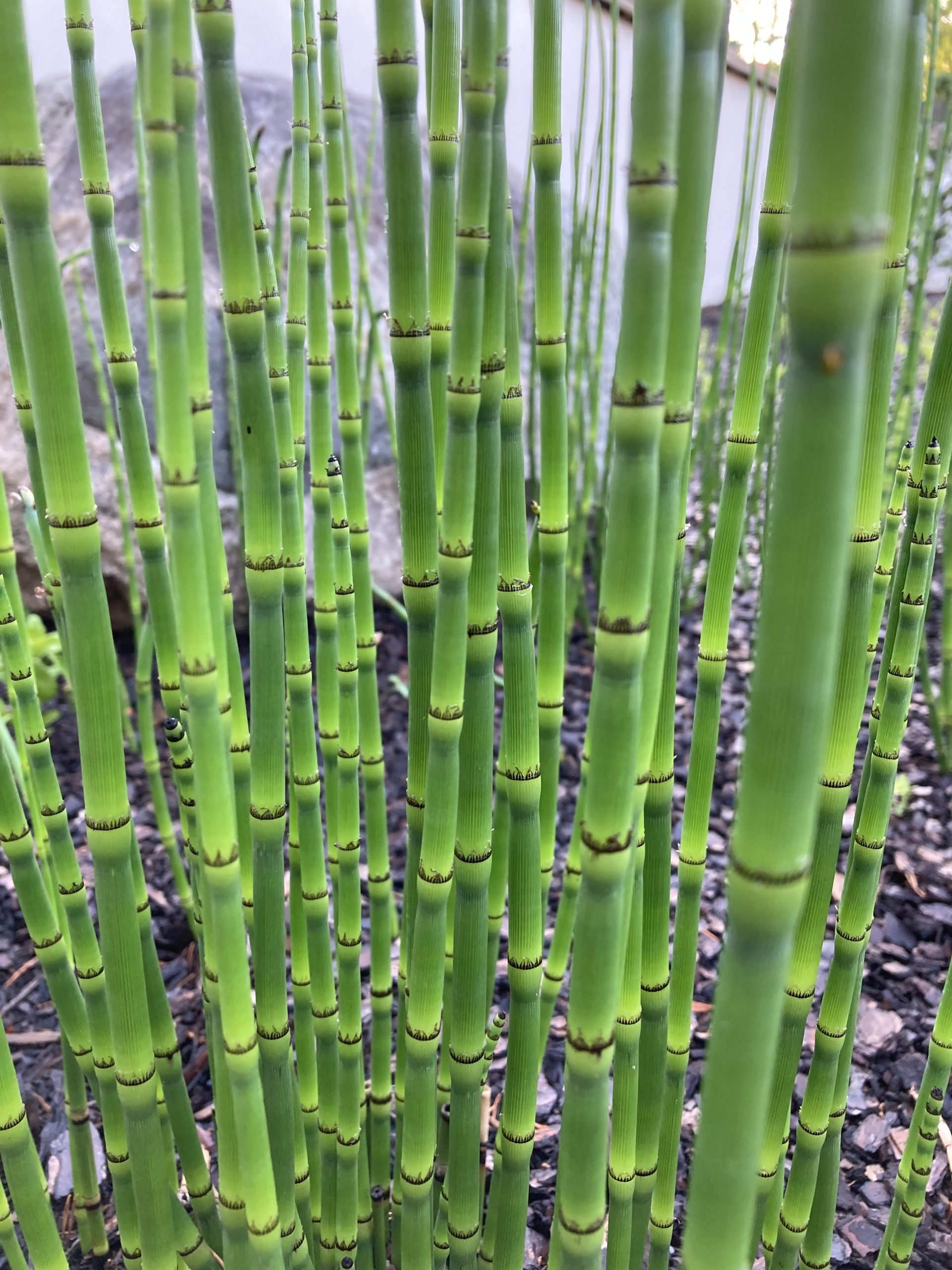 Bamboo Kay McFarland Japanese Garden Bamboo Kay McFarland Japanese Garden