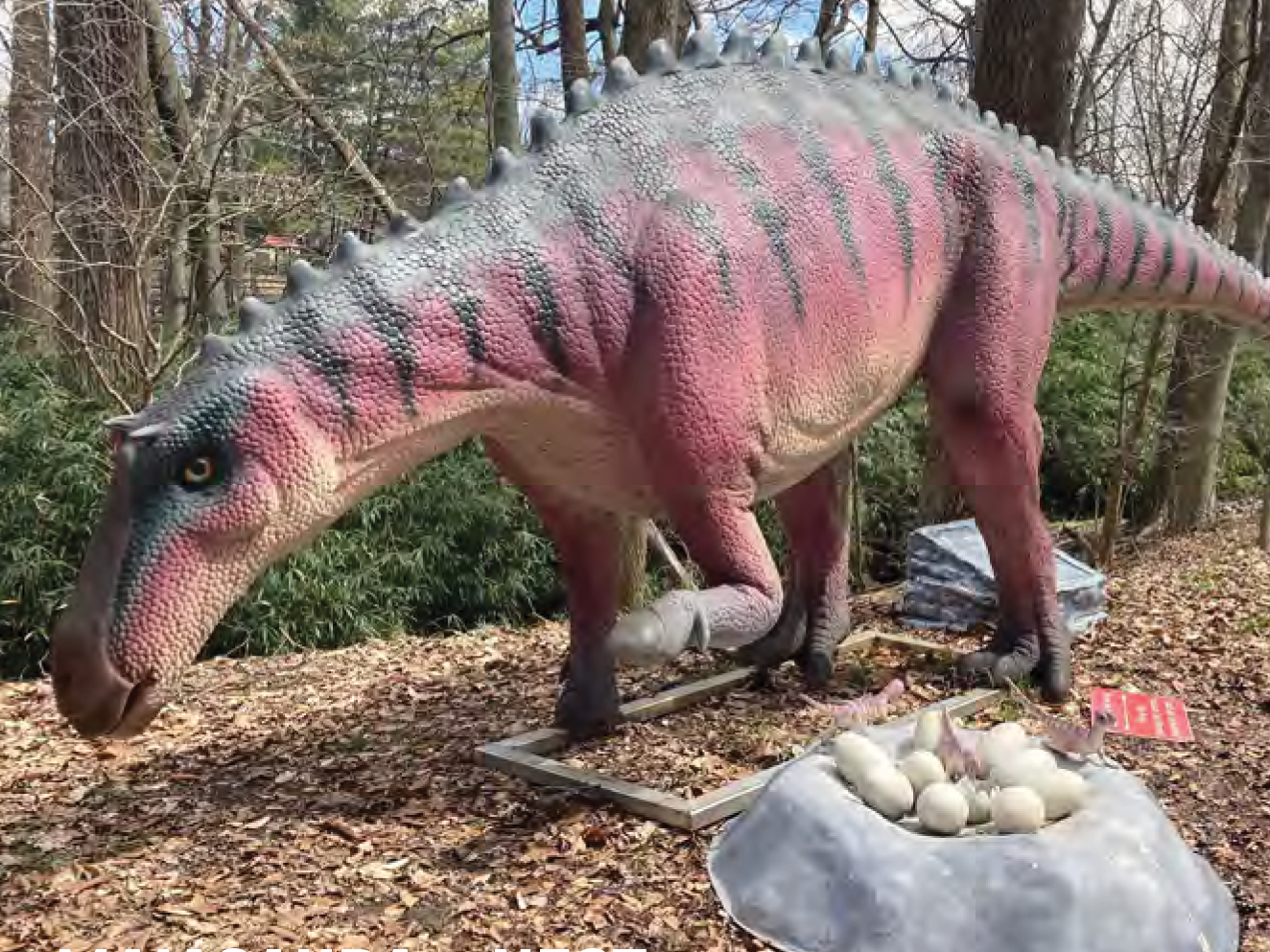 Maiasaura nest Maiasaura nest