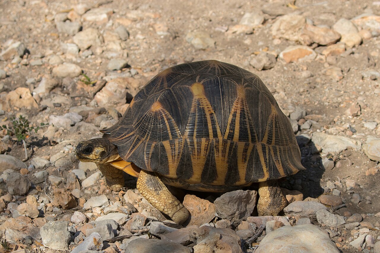 Radiated_tortoise_(Astrochelys_radiata)_Tsimanampetsotsa By Charles J. Sharp - Own work, from Sharp Photography, sharpphotography.co.uk, CC BY-SA 4.0, https://commons.wikimedia.org/w/index.php?curid=75120298