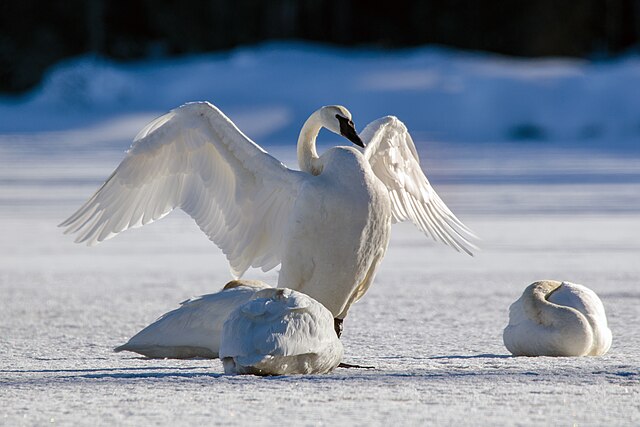 Trumpeter_swans_in_winter By Jakub Fryš - Own work, CC BY-SA 4.0, https://commons.wikimedia.org/w/index.php?curid=77677970