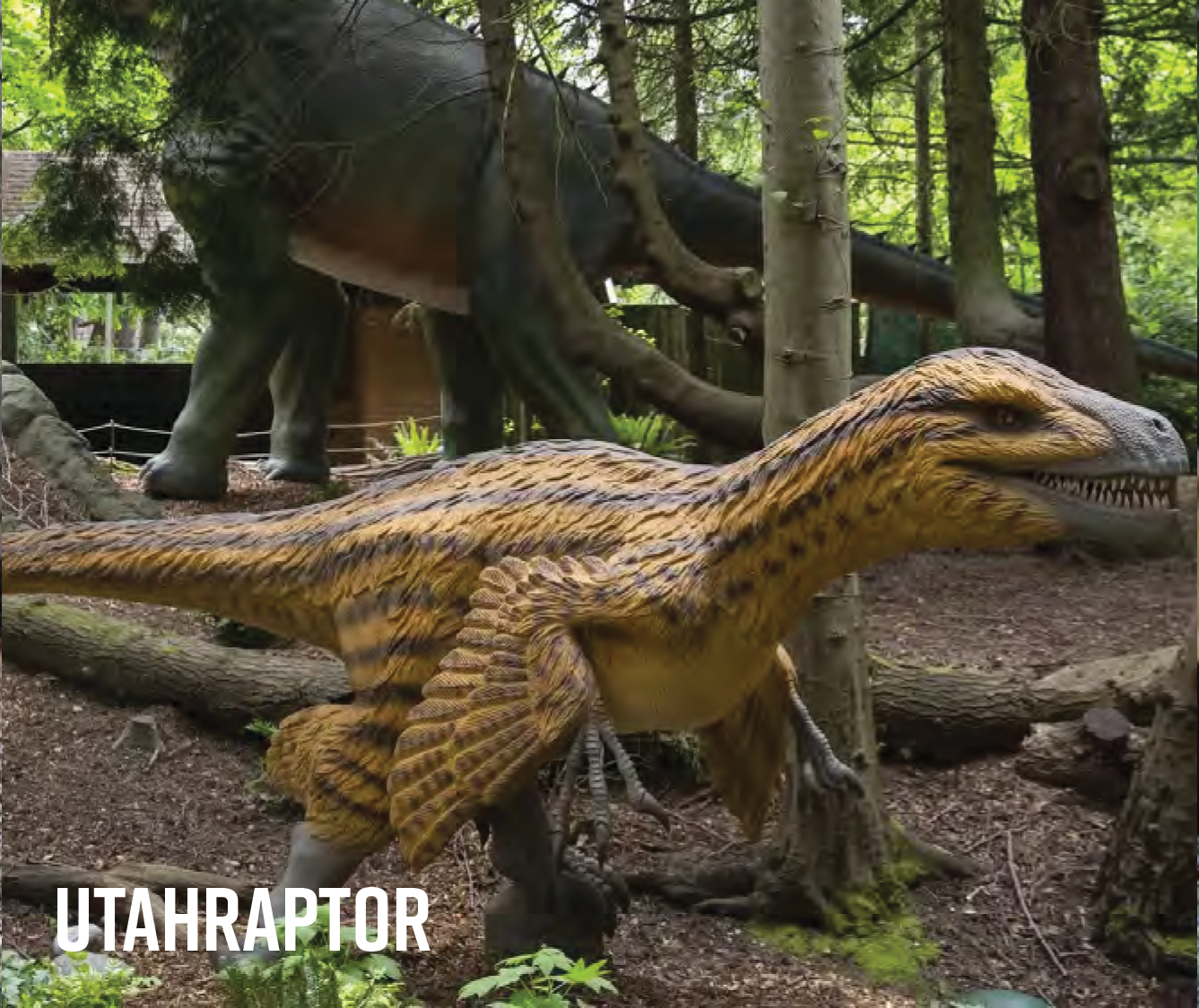 Utahraptor Utahraptor