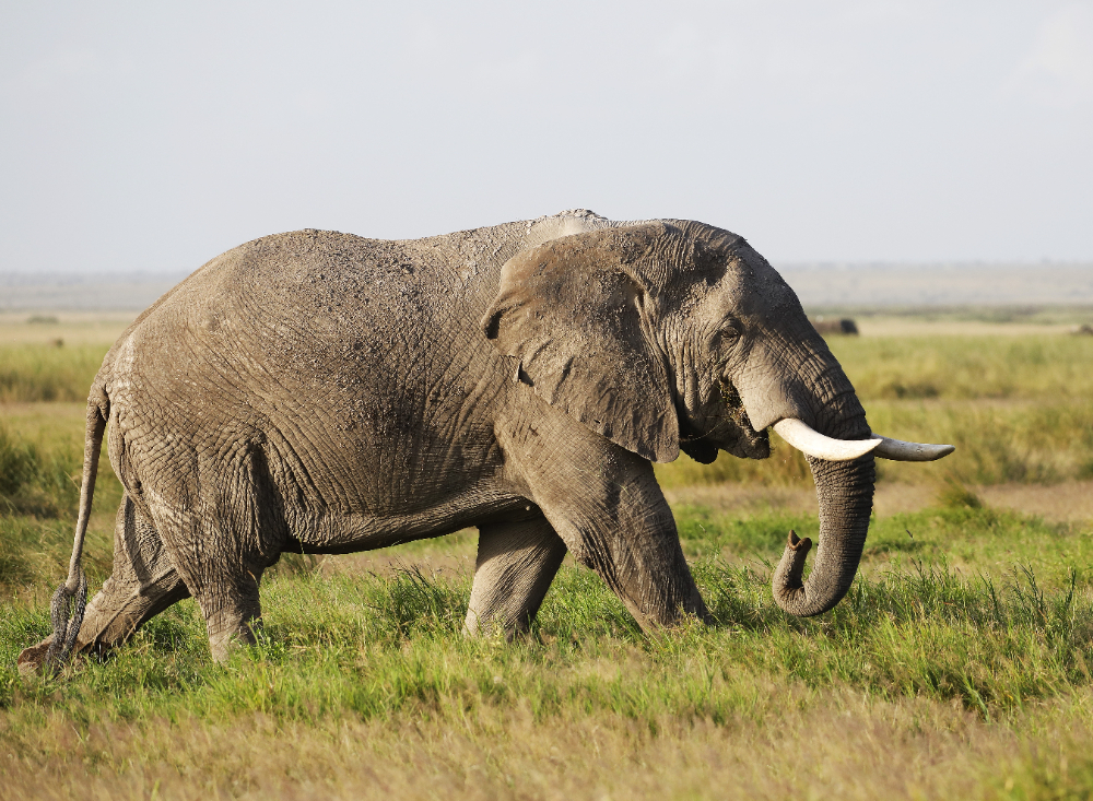 african elephant in kenya african elephant in kenya