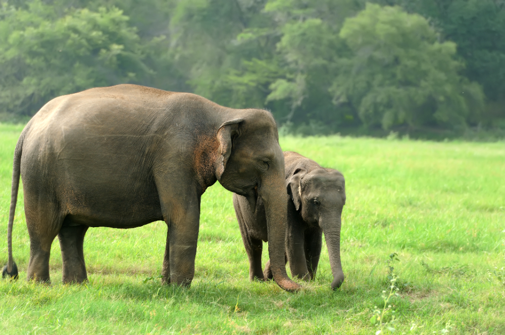 asian elephant asian elephant