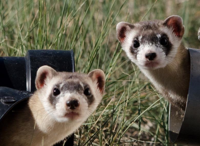 black footed ferret 4 black footed ferret 4