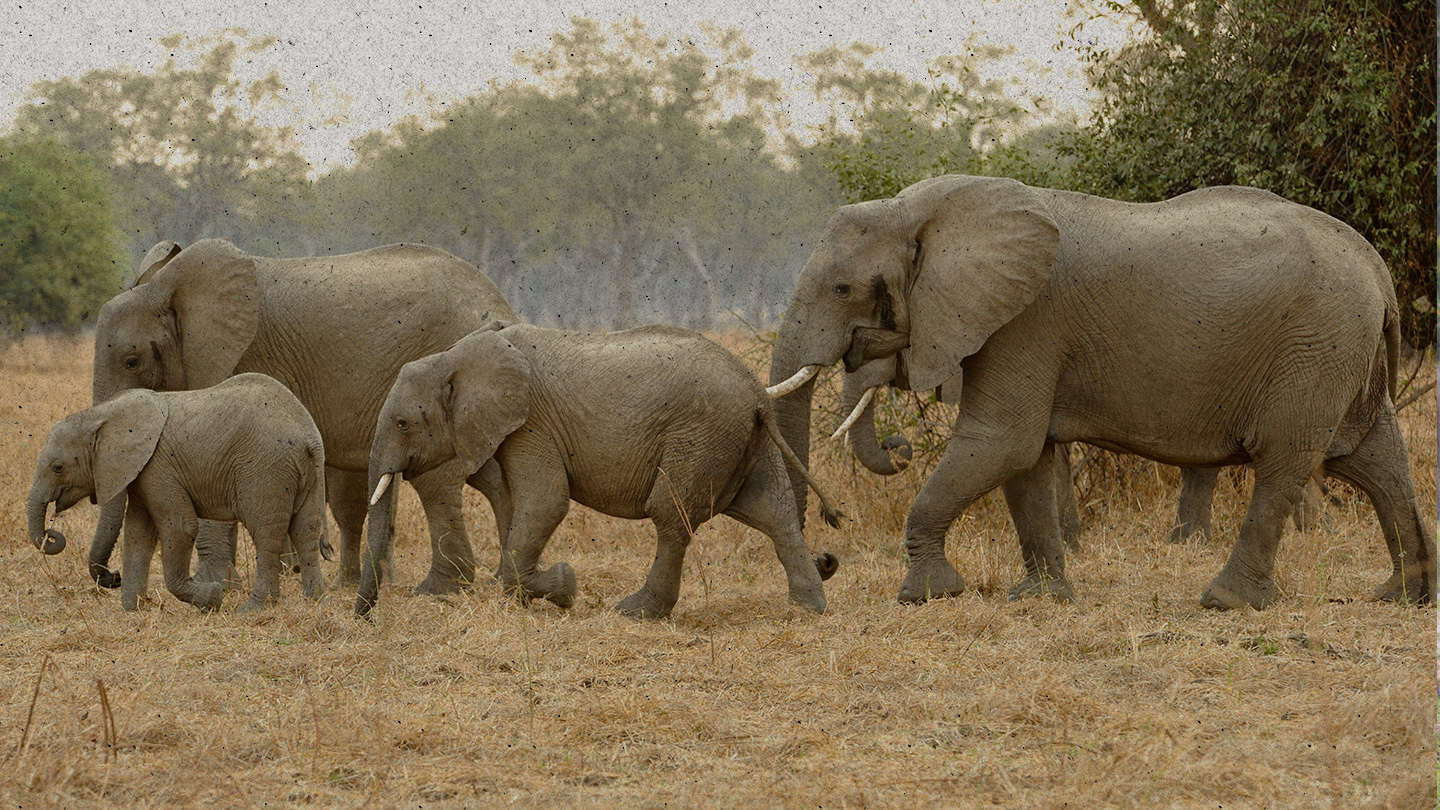 elephant herd elephant herd