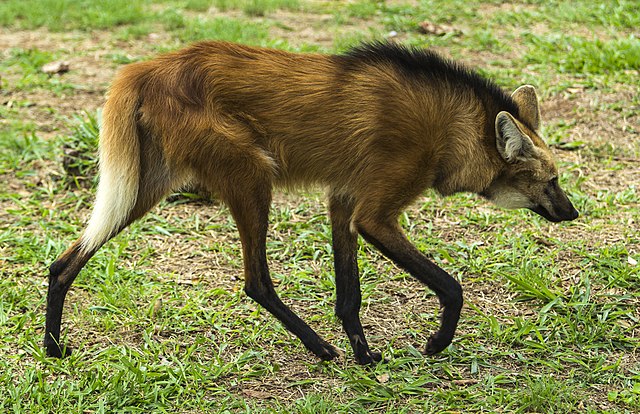 maned wolf The maned wolf (Chrysocyon brachyurus) is the largest canid of South America, resembling a large fox with reddish fur.This mammal is found in open and semi-open habitats, especially grasslands with scattered bushes and trees, in south, central-west and south-eastern Brazil (Mato Grosso, Mato Grosso do Sul, Minas Gerais, Goiás, São Paulo, Federal District and recently Rio Grande do Sul), Paraguay, northern Argentina, Bolivia east and north of the Andes, and far south-eastern Peru (Pampas del Heath only). It is very rare in Uruguay, being possibly extirpated. IUCN lists it as near threatened, while it is considered vulnerable by the Brazilian government (IBAMA). It is the only species in the genus Chrysocyon. It is locally known as aguará guazú (meaning "large fox" in the Guarani language), lobo de crin, lobo de los esteros or lobo colorado, and as lobo-guará in Brazil. It is also called borochi in Bolivia.