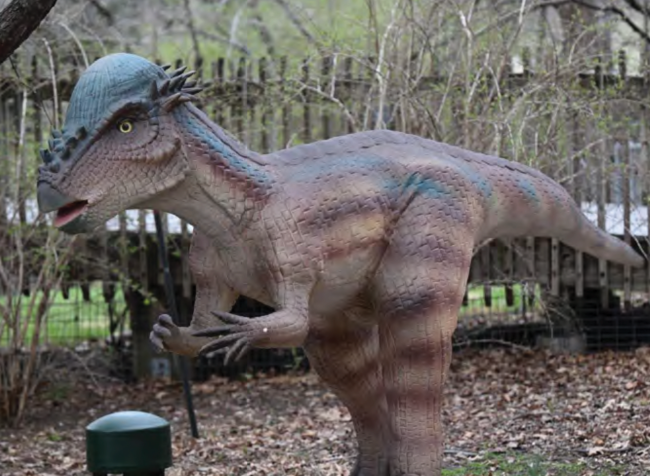 pachycephalosaurus pachycephalosaurus
