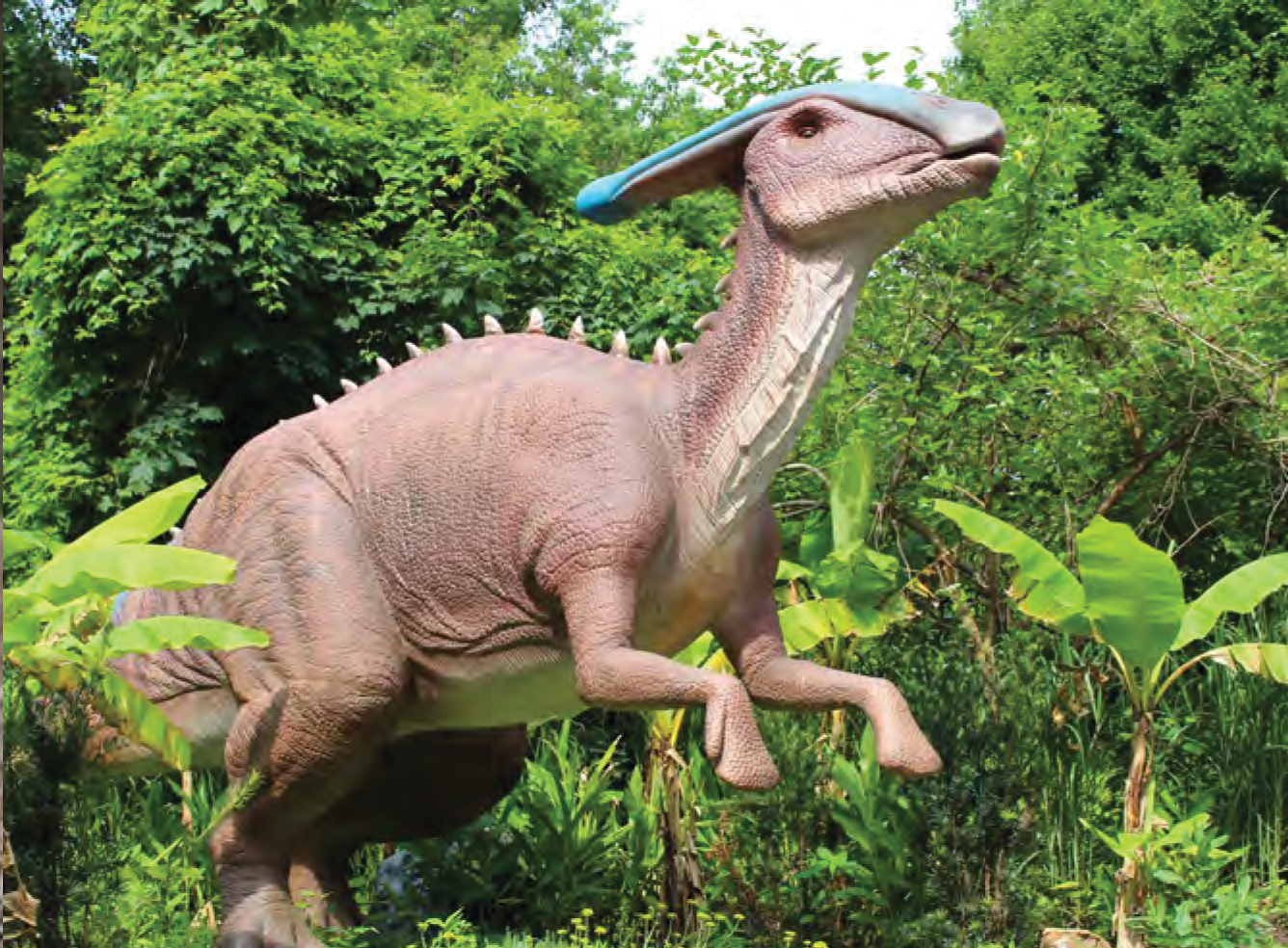 parasaurolophus parasaurolophus