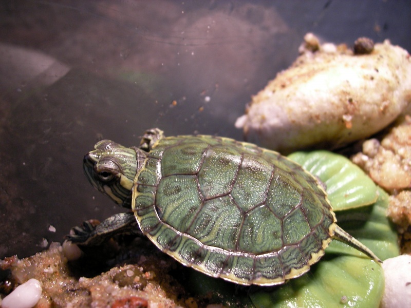 pond slider turtle pond slider turtle