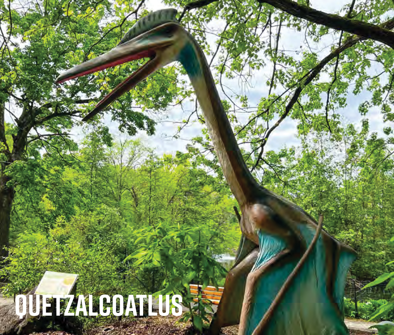 quetzalcoatlus quetzalcoatlus