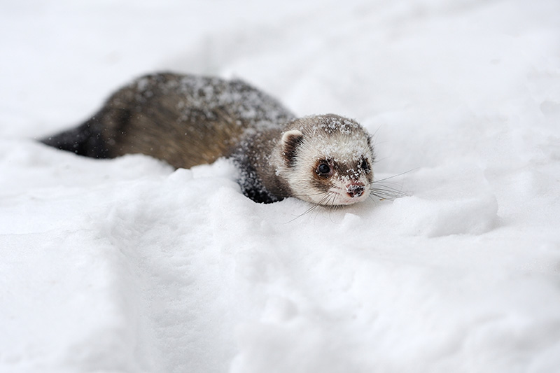 wild-ferret-in-snow-2023-11-27-05-06-04-web wild-ferret-in-snow-2023-11-27-05-06-04-web
