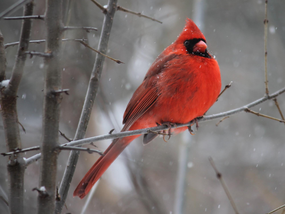 Cardinal Cardinal