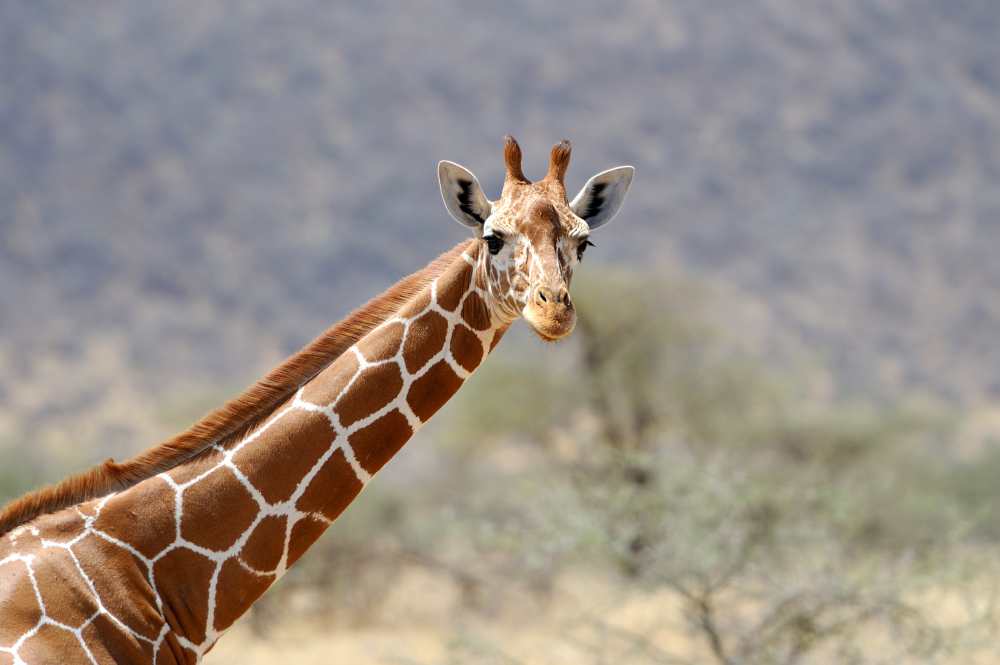 Giraffe2 Giraffe2