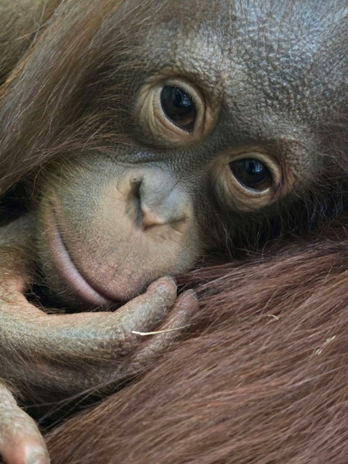 Orangutan baby Orangutan baby