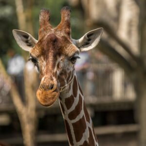 Closeup shot of a giraffe with a blurred background A closeup shot of a giraffe with a blurred background