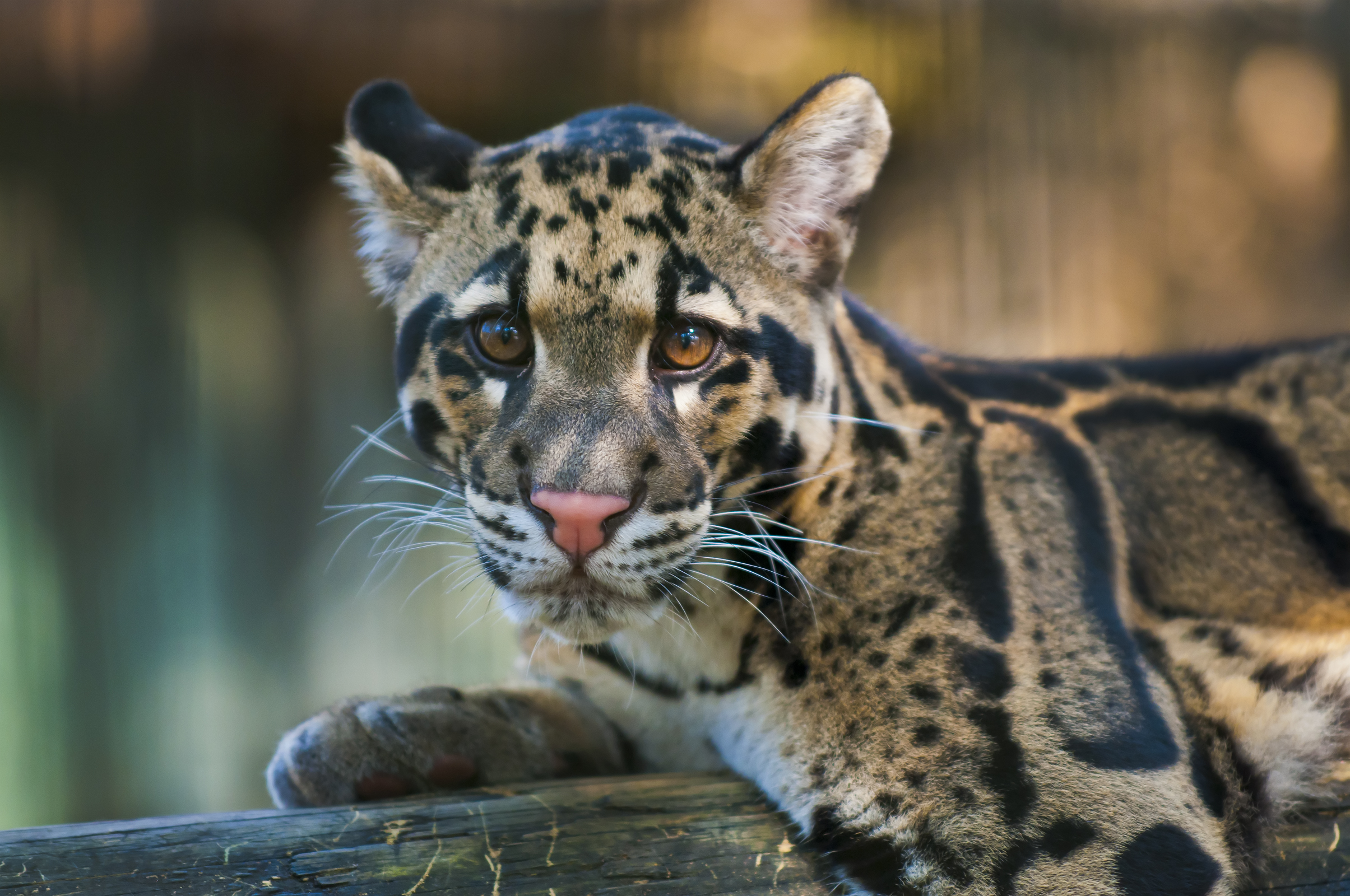 Clouded Leopard Young Clouded Leopard - Neofelis Nebulosa