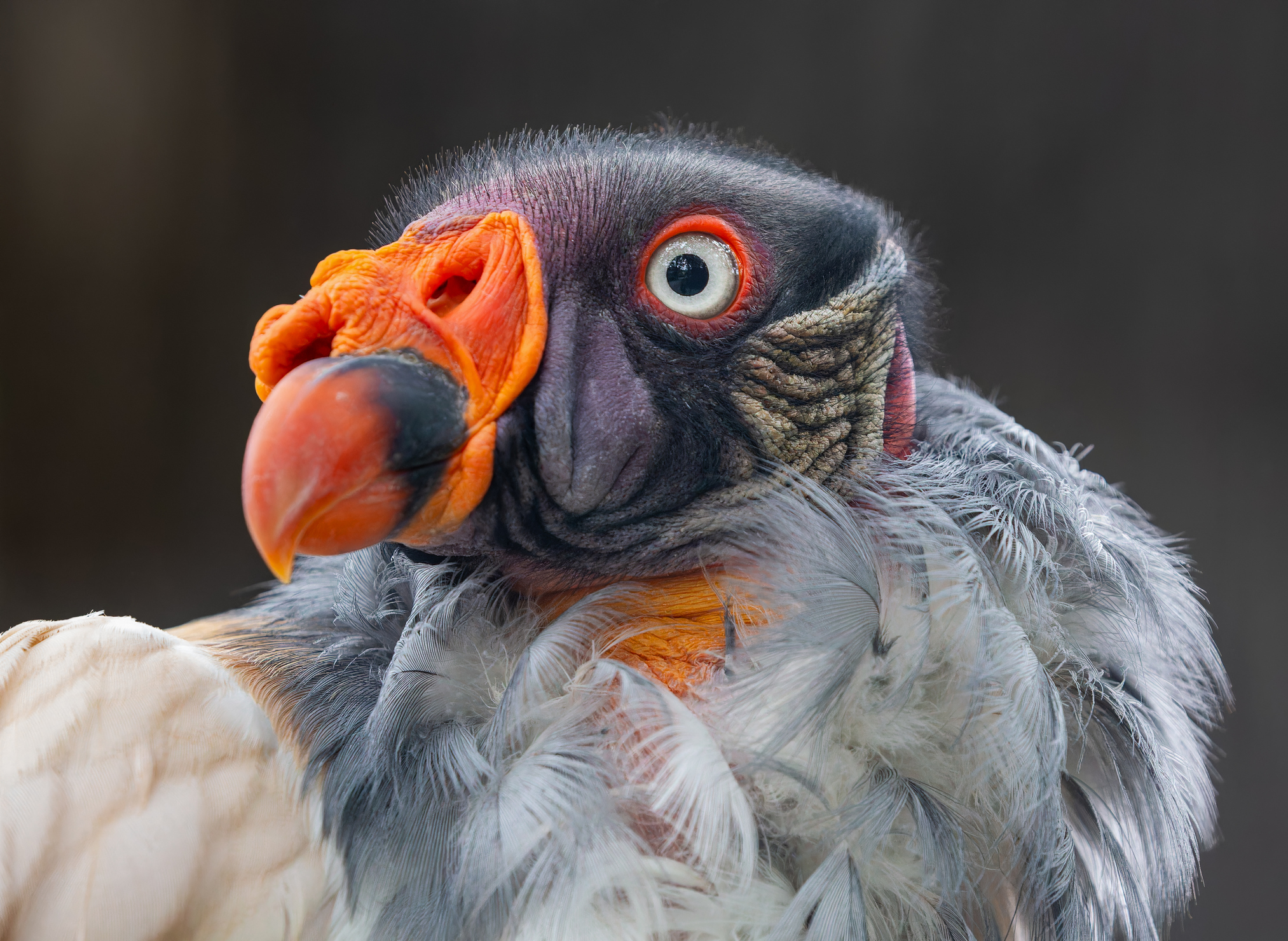 Frontal Close-up view of a King vulture (Sarcoramphus papa) Frontal Close-up view of a King vulture (Sarcoramphus papa)