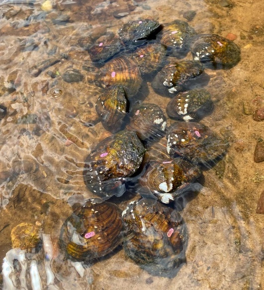 mussels mussels