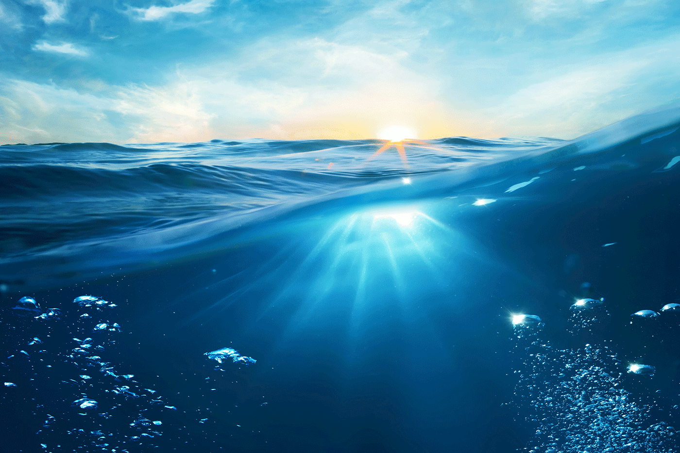 voice for the oceans voice for the oceans
