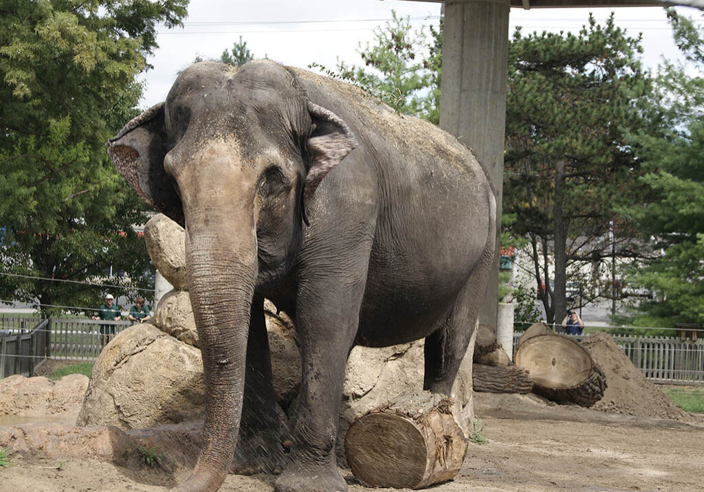Asian Elephant Asian Elephant